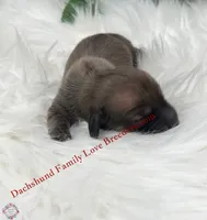 Spirit, a male Miniature Dachshund for sale in Prescott, AZ – 2 of 4