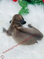 Spirit, a male Miniature Dachshund for sale in Prescott, AZ – 4 of 4