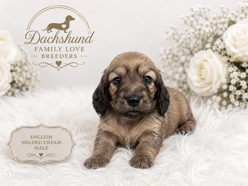 Spirit – Miniature Dachshund puppy for sale in Prescott, AZ