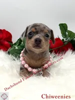 Athena, a female Miniature Dachshund and Chiweenie for sale in Prescott, AZ – 3 of 10