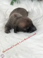 Spirit, a male Miniature Dachshund for sale in Prescott, AZ – 3 of 4