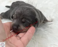 Blue Bear, a male Miniature Dachshund for sale in Prescott, AZ – 1 of 5