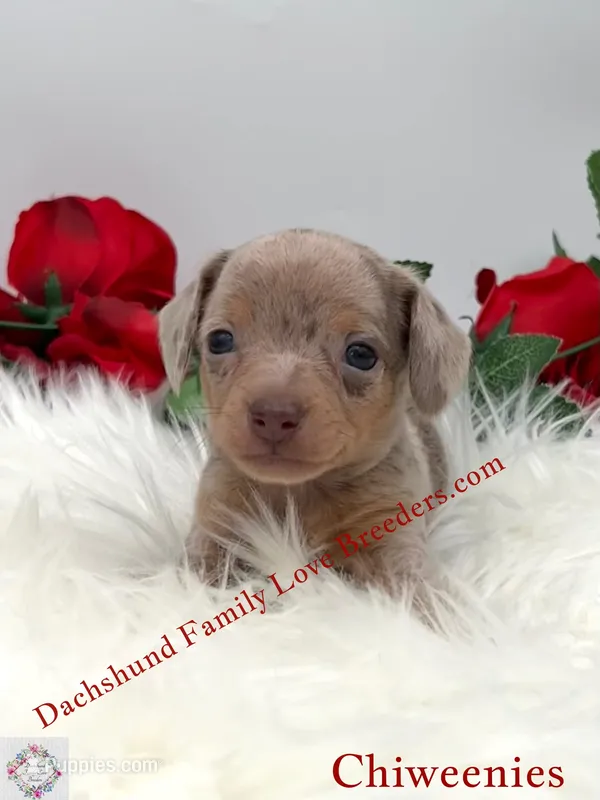 Charming – Miniature Dachshund, Chiweenie puppy for sale in Prescott, AZ
