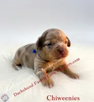 Charming, a male Miniature Dachshund and Chiweenie for sale in Prescott, AZ – 6 of 8