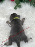 Blue Bear, a male Miniature Dachshund for sale in Prescott, AZ – 2 of 5