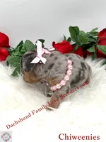 Athena, a female Miniature Dachshund and Chiweenie for sale in Prescott, AZ – 4 of 10