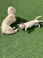 Gianni , a male Chihuahua for sale in Prescott, AZ – 6 of 6