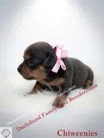 Fancy, a female Miniature Dachshund and Chiweenie for sale in Prescott, AZ – 1 of 6