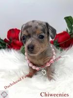 Athena, a female Miniature Dachshund and Chiweenie for sale in Prescott, AZ – 1 of 10