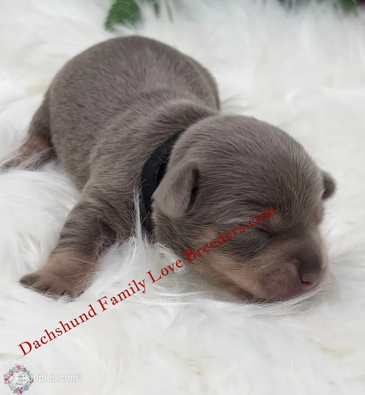 Jagger – Miniature Dachshund puppy for sale in Prescott, AZ