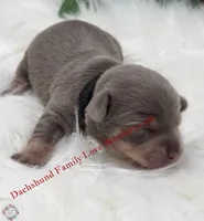 Jagger, a male Miniature Dachshund for sale in Prescott, AZ – 1 of 7