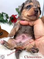 Archy , a male Miniature Dachshund and Chiweenie for sale in Prescott, AZ – 2 of 8