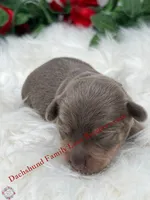 Jagger, a male Miniature Dachshund for sale in Prescott, AZ – 6 of 7