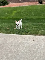 Jiggy , a male Chihuahua for sale in Prescott, AZ – 4 of 6