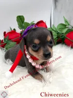 Fancy, a female Miniature Dachshund and Chiweenie for sale in Prescott, AZ – 2 of 7