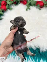 Romeo , a male Miniature Dachshund for sale in Prescott, AZ – 4 of 7