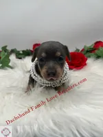 Blue Angel, a female Miniature Dachshund for sale in Prescott, AZ – 3 of 6