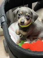 Blue Bear Minature , a male Miniature Dachshund for sale in Prescott, AZ – 2 of 7