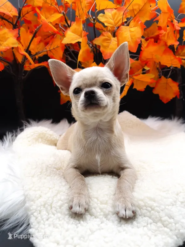 Gianni  – Chihuahua puppy for sale in Prescott, AZ