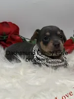 Blue Angel, a female Miniature Dachshund for sale in Prescott, AZ – 2 of 6