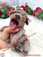 Athena, a female Miniature Dachshund and Chiweenie for sale in Prescott, AZ – 3 of 10