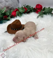 Polar Bear, a male Miniature Dachshund for sale in Prescott, AZ – 5 of 6