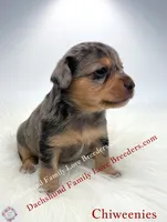 Archy , a male Miniature Dachshund and Chiweenie for sale in Prescott, AZ – 4 of 8
