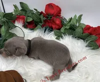 Beautiful boy, a male Miniature Dachshund for sale in Prescott, AZ – 5 of 6