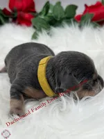 Blue Angel, a female Miniature Dachshund for sale in Prescott, AZ – 5 of 7