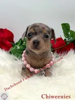 Athena, a female Miniature Dachshund and Chiweenie for sale in Prescott, AZ – 6 of 10