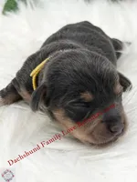 Blue Angel, a female Miniature Dachshund for sale in Prescott, AZ – 4 of 7