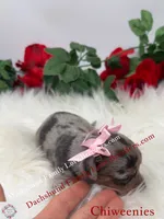 Athena, a female Miniature Dachshund and Chiweenie for sale in Prescott, AZ – 8 of 10