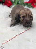 Spirit, a male Miniature Dachshund for sale in Prescott, AZ – 3 of 5