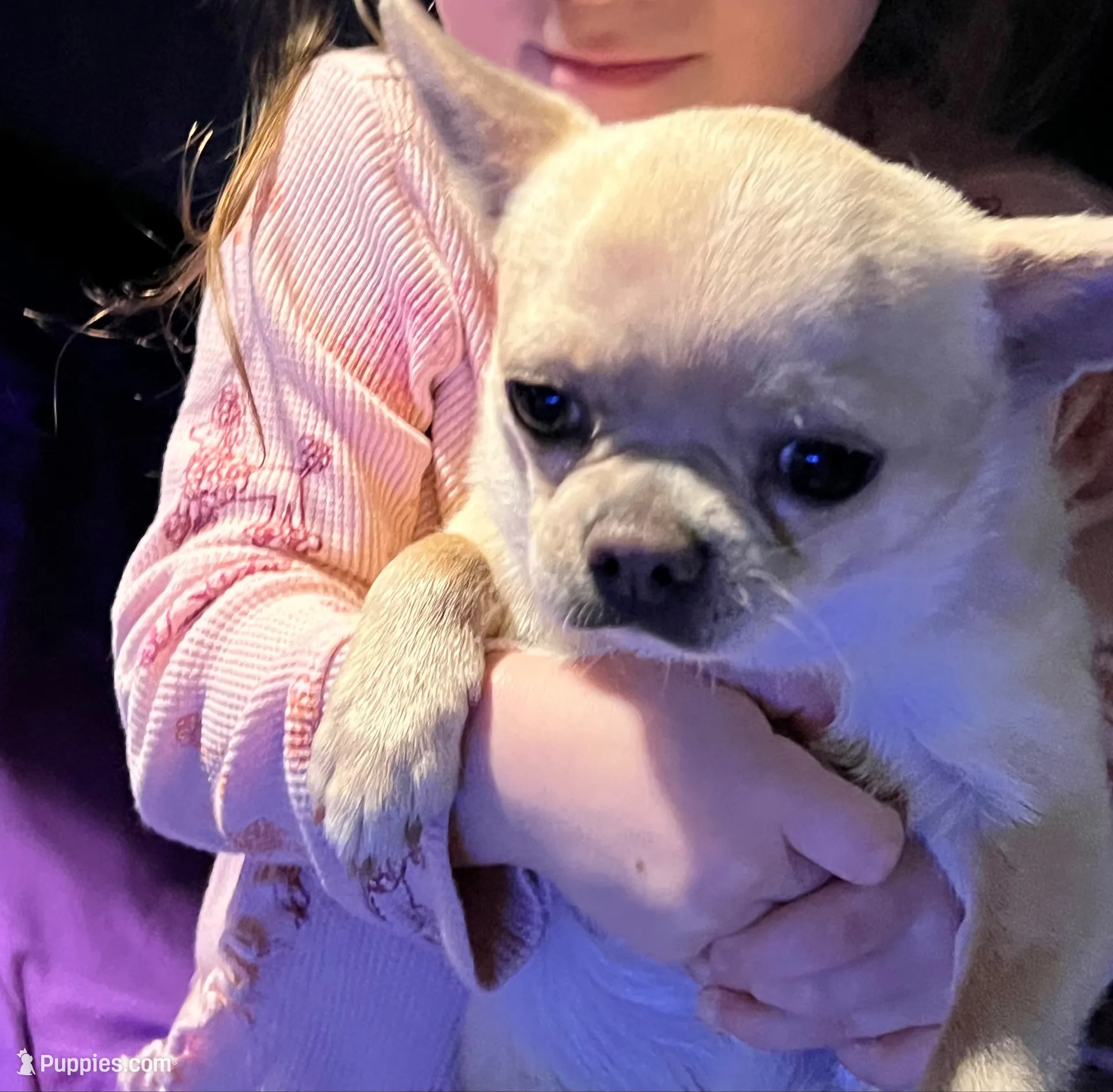 Gianni , a male Chihuahua for sale in Prescott, AZ – 2 of 6