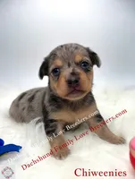 Archy , a male Miniature Dachshund and Chiweenie for sale in Prescott, AZ – 1 of 8