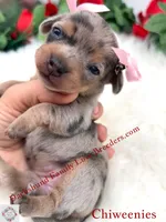 Athena, a female Miniature Dachshund and Chiweenie for sale in Prescott, AZ – 6 of 10
