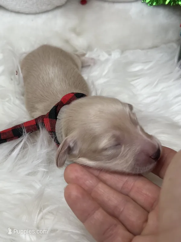 Spirit – Miniature Dachshund puppy for sale in Prescott, AZ