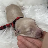 Spirit, a male Miniature Dachshund for sale in Prescott, AZ – 1 of 2