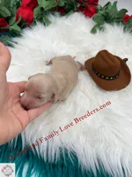 Polar Bear, a male Miniature Dachshund for sale in Prescott, AZ – 4 of 6