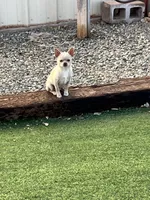 Gianni , a male Chihuahua for sale in Prescott, AZ – 5 of 6