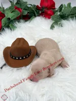 Polar Bear, a male Miniature Dachshund for sale in Prescott, AZ – 6 of 6