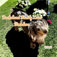 Baby Bear, a male Chiweenie for sale in Prescott, AZ – 9 of 10