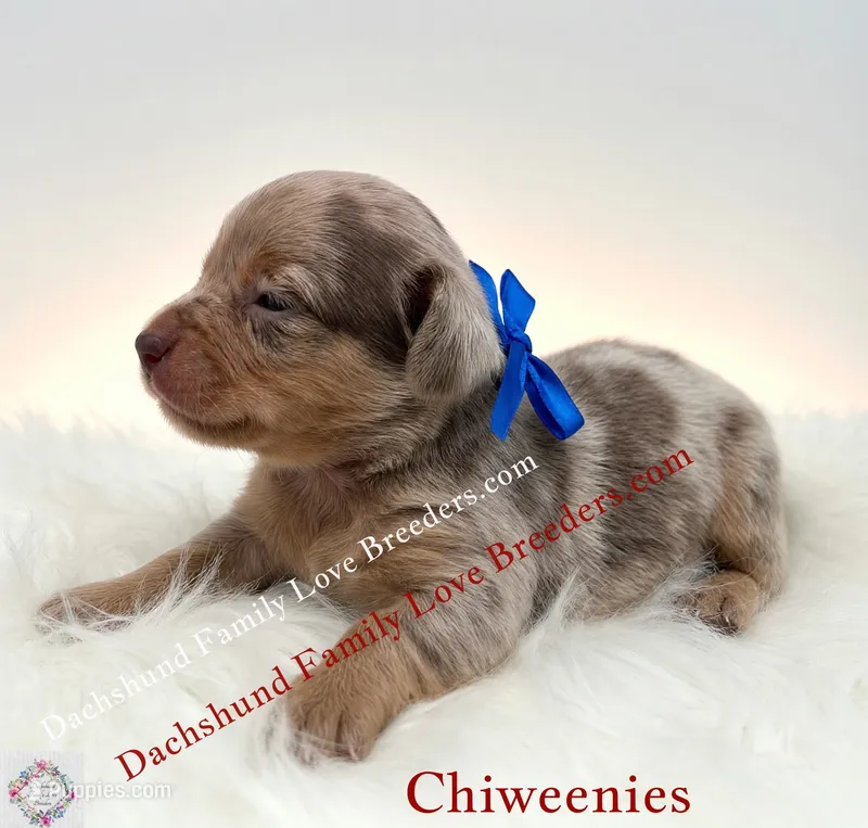 Charming – Miniature Dachshund, Chiweenie puppy for sale in Prescott, AZ
