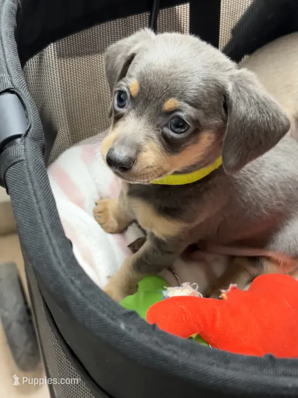 Blue Bear Minature  – Miniature Dachshund puppy for sale in Prescott, AZ