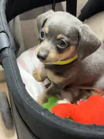 Blue Bear Minature , a male Miniature Dachshund for sale in Prescott, AZ – 1 of 7