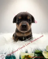 Fancy, a female Miniature Dachshund and Chiweenie for sale in Prescott, AZ – 2 of 6
