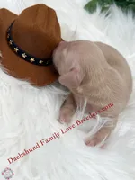 Leo , a male Miniature Dachshund for sale in Prescott, AZ – 4 of 5
