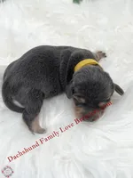 Blue Angel, a female Miniature Dachshund for sale in Prescott, AZ – 7 of 7