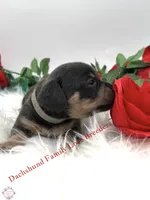 Romeo , a male Miniature Dachshund for sale in Prescott, AZ – 2 of 5