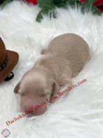 Leo , a male Miniature Dachshund for sale in Prescott, AZ – 5 of 5